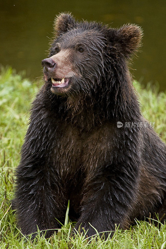 棕熊(Ursus arctos)是熊科的一种杂食性哺乳动物，分布在欧亚大陆北部和北美的大部分地区。阿拉斯加海军部岛的派克溪。一只小熊坐在小溪边。汤加斯国家森林。